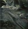 ADAMS, ANSEL (1902-1984) Group of 4 color studies of trees.